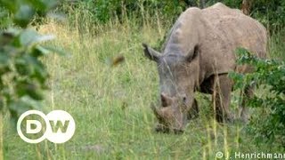 Uganda's southern white rhinos | DW English