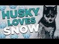 Little Husky loves the Snow (THIS MAKES ME SMILE!!)