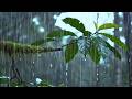 Deep Forest Rain Sounds for Sleeping Instantly 🌧️ Pure Nature Ambience, No Noise, No Music for Slee