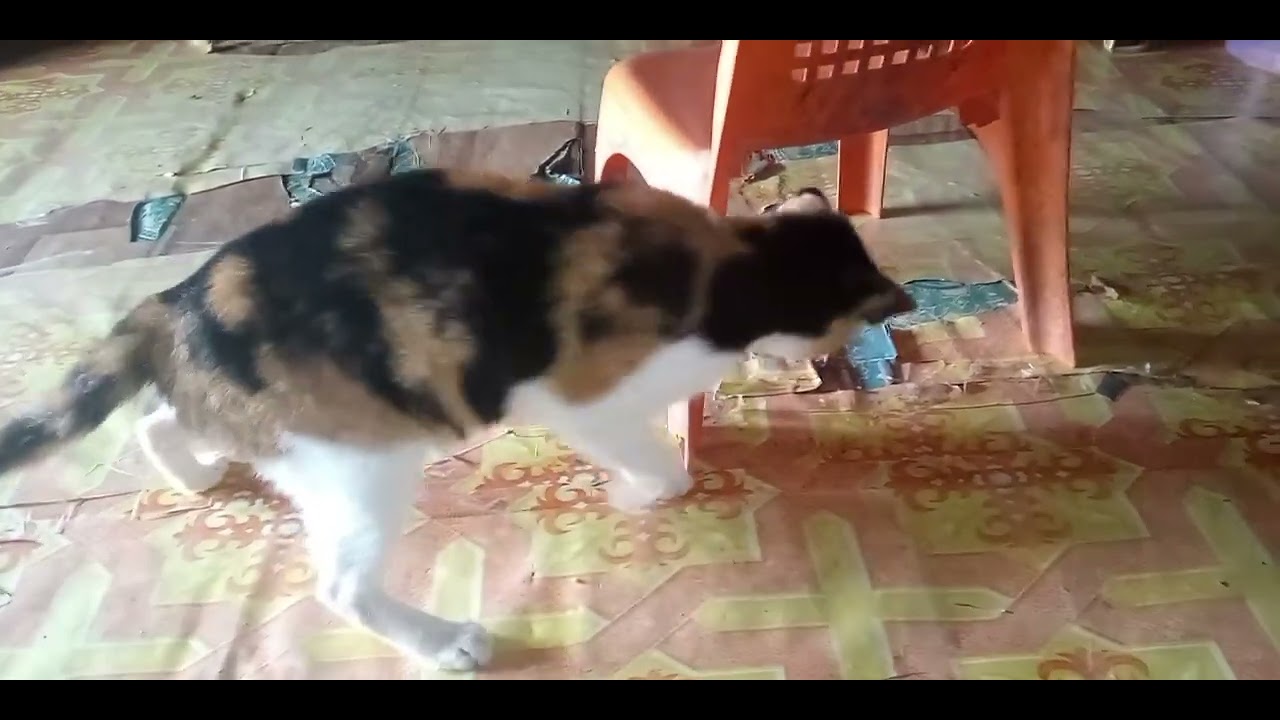 Kucing lucu bermain kodok mainan - YouTube