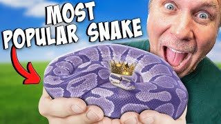 The Most Popular Snake In The World!