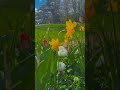 Majboor song🤍🌸🌷🌼🌺🌻🌹🪻 #flowers #viral #trending #ytshorts #shorts #song #nature #shortsfeed