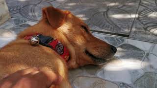 Soothing Calm Music ♫♫♫♫♫ For Quarantine-----Beautiful Mood