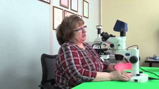 Настройка бинокулярной насадки стереомикроскопа