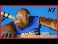 Animal asmr orangutan  dosis de entretenimiento 2