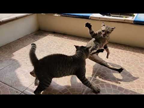 cat fight