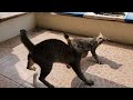 Middle of video