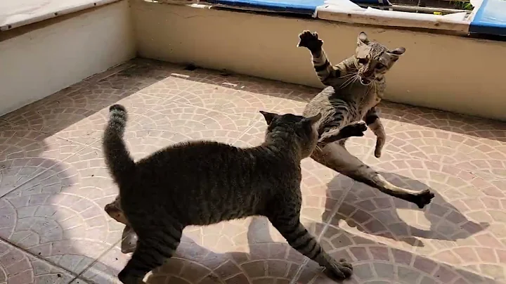 cat fight