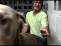 Coco and Achilles: Dobie Haven Inc.