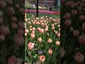 разноцветные ковры тюльпанов в Огороде Аптекарском 10 мая 2023 г.