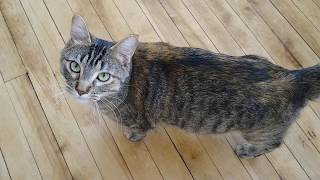 Chatty kitty Mint loudly demands pets