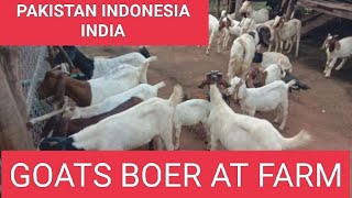 goat farming bode goats kalahari reds animals ram pet boer,caprinos,Goats,Boer,Kalahari,CAPRINO,cab