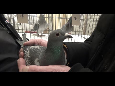 Queen’s Pigeons Perish in South African Million Dollar ‘Slaughter Race’