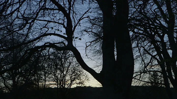 Dawn Chorus at the Glebe Gallery with Aengus Kennedy