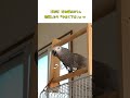 【失笑】心配したのに『予約制』で拒絶するヨウムの塩対応ｗ #parrot #インコ #おしゃべり#ヨウム #おもしろ動画 #ものまね