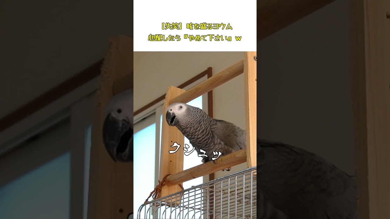 【失笑】心配したのに『予約制』で拒絶するヨウムの塩対応ｗ #parrot #インコ #おしゃべり#ヨウム #おもしろ動画 #ものまね