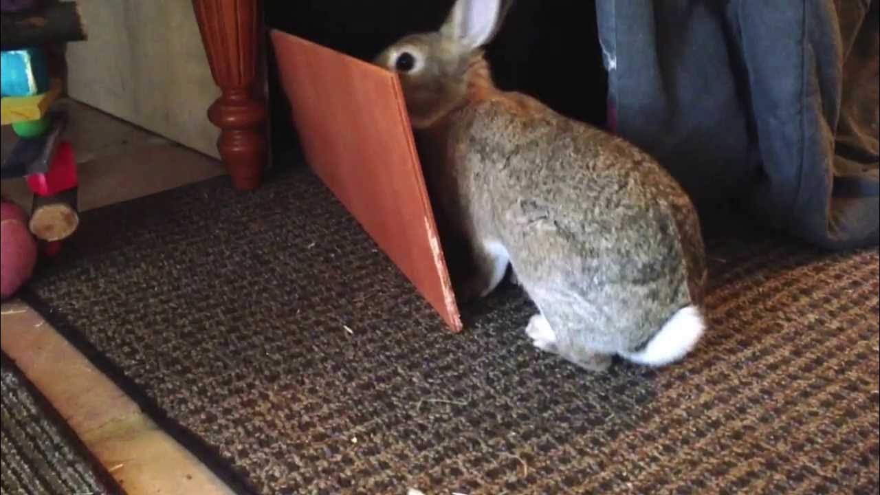 Rabbit destroying everything part two. YouTube