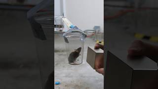 Giant Magnet Can Move a Mouse