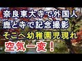 奈良東大寺で外国人観光客ワイワイ(゚∀゚)⇒幼稚園の遠足集団が現れた瞬間⇒空気一変!【外国人の和む話】