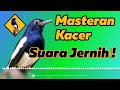 Masteran Kacer Suara Jernih Cepat Masuk Mp3 - Mp4 Download