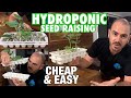Cheap & Easy DIY Hydroponic Seed Raising Technique