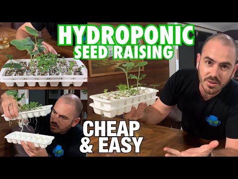 Cheap U0026 Easy DIY Hydroponic Seed Raising Technique