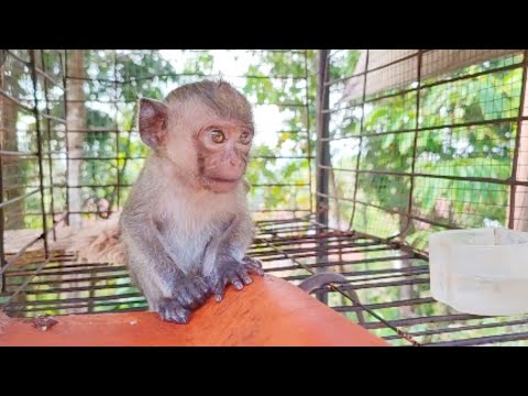 Farel monyet lucu, monyet lucu monyet peliharaan, dunia hewan, suara