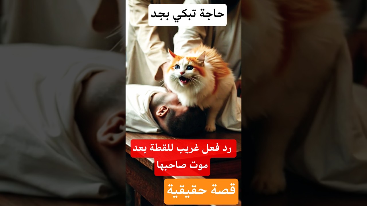 قطة ترفض فراق صاحبها… حتى بعد موته 💔