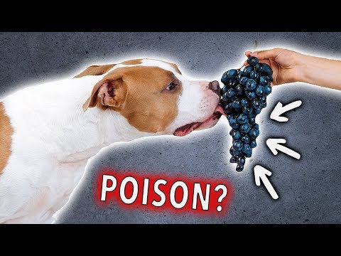 dog ate one grape
