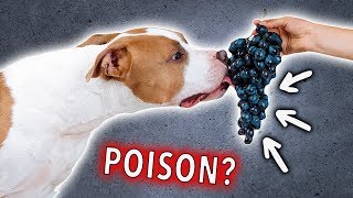 will one grape hurt a dog