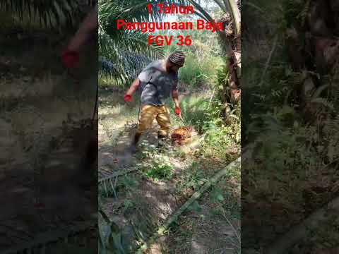 Video: Keperluan Baja Pokok Palma – Petua Untuk Membaja Pokok Palma