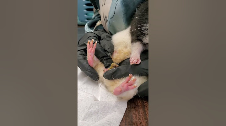 Guinea Pig Boar Perineal Sac Impaction