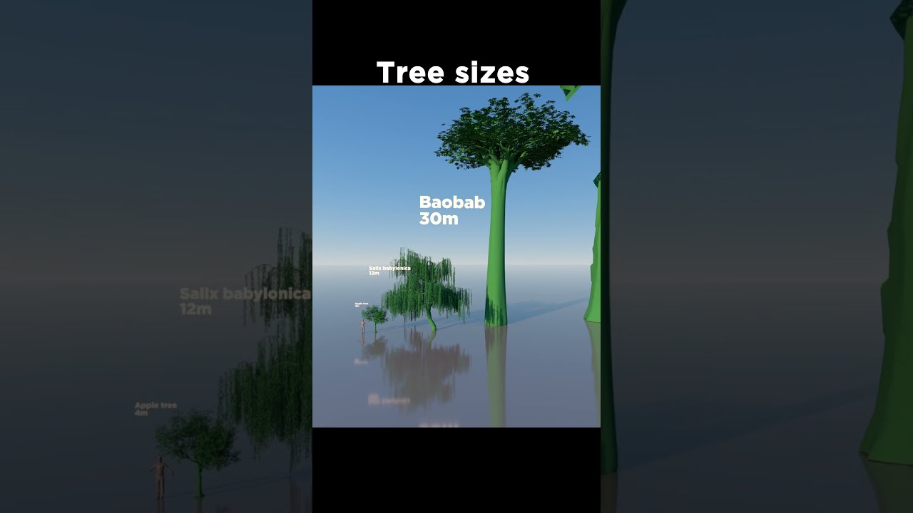  The Tallest Tree In World