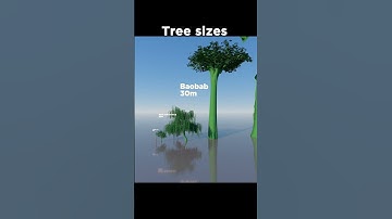🌳The Tallest Tree in the World! 🤯😯