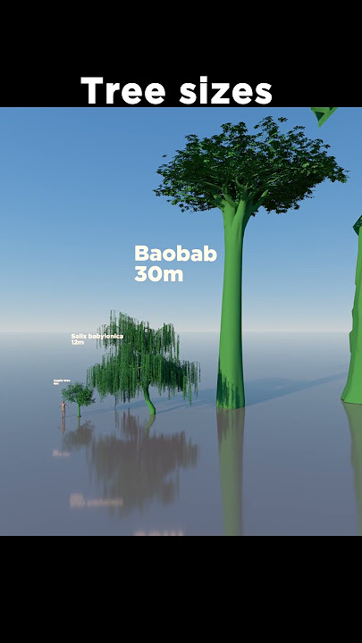🌳The Tallest Tree in the World! 🤯😯