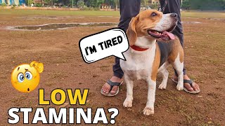 How to Increase your Beagle's Stamina? by Beagle Care 3,397 views 2 months ago 2 minutes, 35 seconds