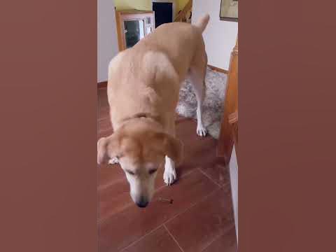 Day 23: Play with my dog - YouTube