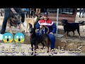 سوق القريعة | souk quriaa | صباح الأحد | حرش كلبو وهجم عليا قتلني بالخلعة 😠