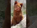 ⚠️ OMG! So Cute Dogs/Puppies - Best Funny Dog Videos 2021 ||| Amazing Dog Videos #Shorts