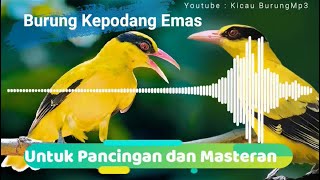 Suara Burung Kepodang Gacor Untuk pancingan dan masteran | Kicau Burung Mp3