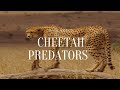 cheetah- predators from the African savannah |documentary