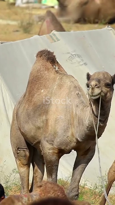 Do camels really store water in their humps? #shorts #youtube #camel #