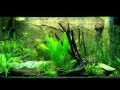 Aquarium juwel rio 125 ftterungszeit