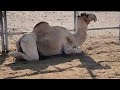 شاهين الهجن الإبل Camel Animals المزاين