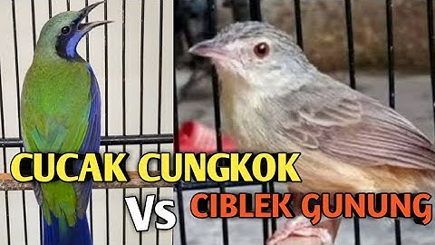 MASTERAN MURAI BATU ‼️ CUCAK CUNGKOK VS CIBLEK GUNUNG