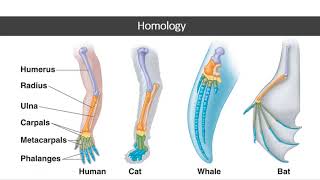 Lecture 19 Phylogeny & Systematic-4