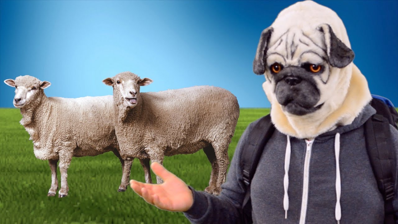 Jobs For Charlie Sheep Dog YouTube