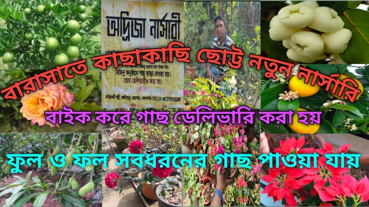 ফুল ও ফলের নতুন নার্সারি অদ্রিজা নার্সারি।বারাসাতের কাজিপাড়া ।All fruit and flower plant Available