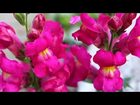 Video: Snapdragon. Dikim ve bitki bakımı