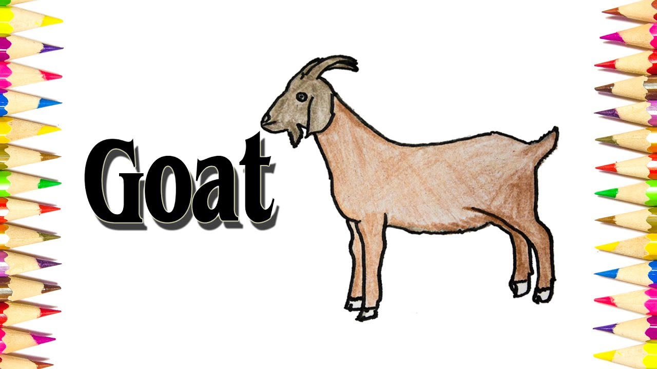 How to Draw a Realistic Goat step by step   SLD